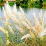Kashi flowers give the message of welcoming Goddess Durga and autumn