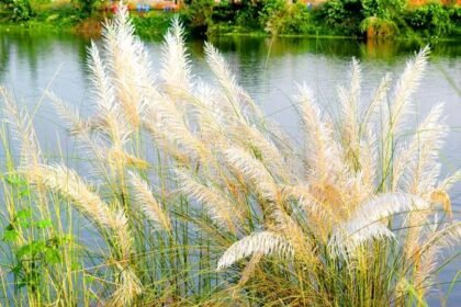 Kashi flowers give the message of welcoming Goddess Durga and autumn