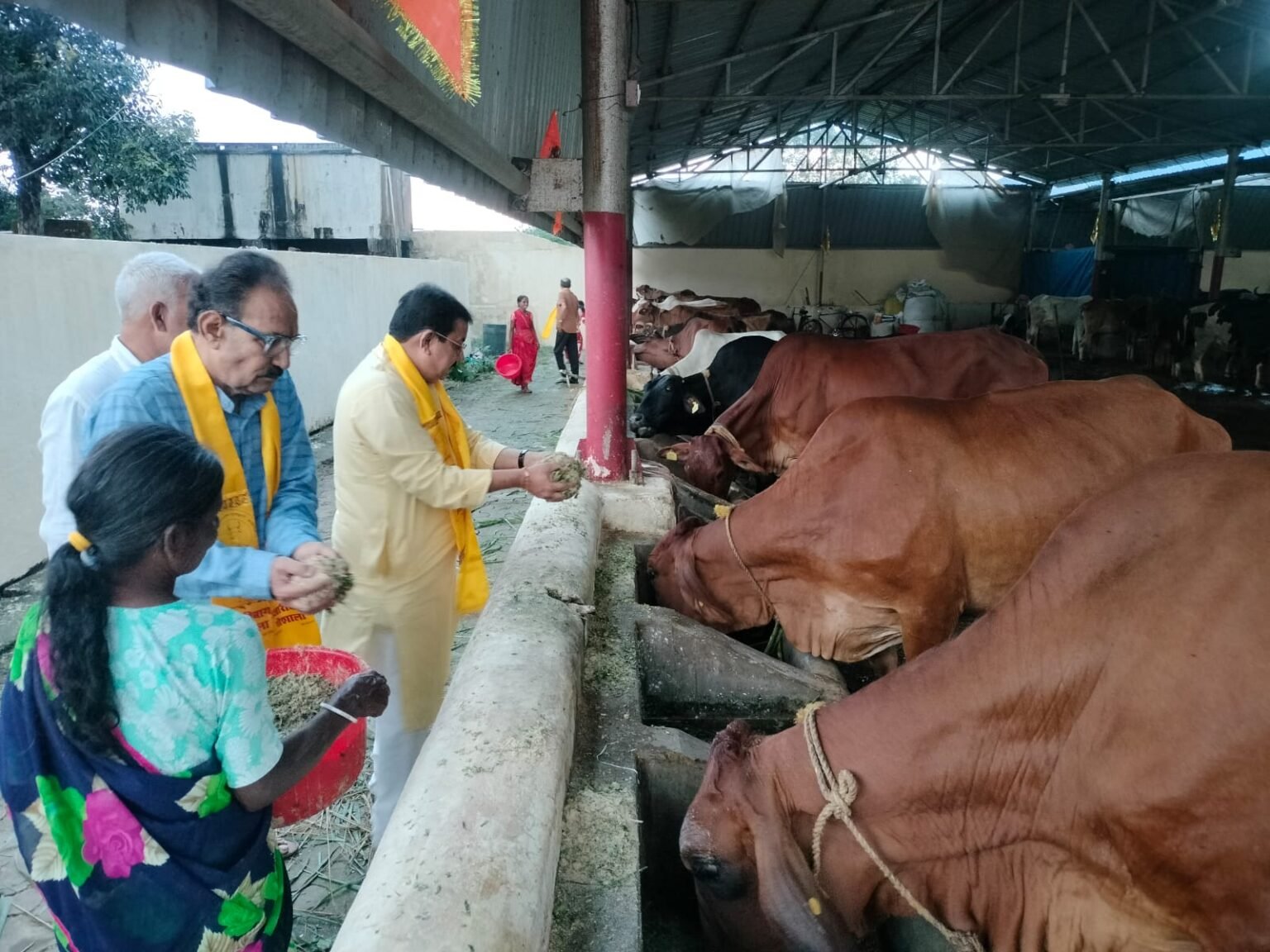 Chandraprakash Jain reached the cowshed on the occasion of Gopashtami and gave the message of devotion by serving the cows