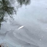 Fish in the Shiladih Niche Tola pond have died. Poisoning is suspected