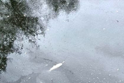 Fish in the Shiladih Niche Tola pond have died. Poisoning is suspected