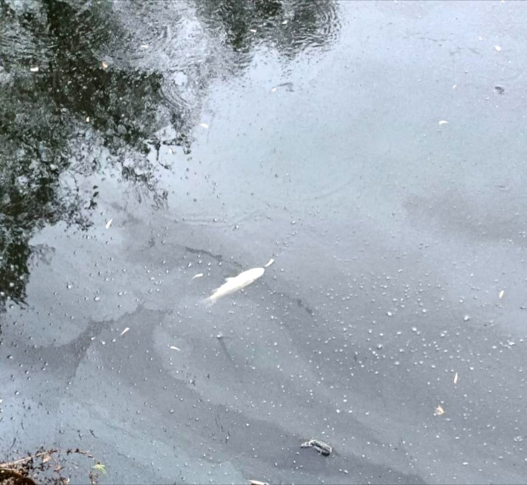 Fish in the Shiladih Niche Tola pond have died. Poisoning is suspected