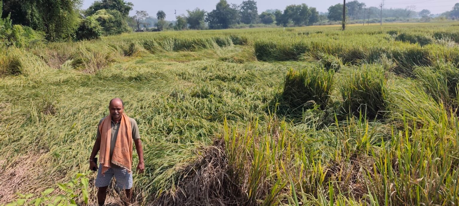 Four bighas of a farmers land were submerged as water flowed 24 hours a day after a solar water tower switch malfunctioned