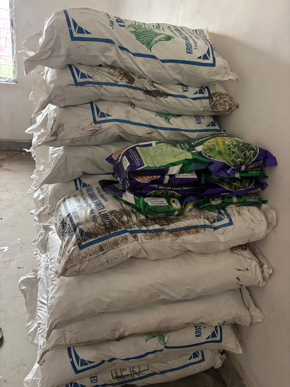 Free distribution of maize and mustard seeds to farmers started in Fatehpur block