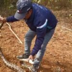 A giant python was found behind the Nag temple in Jarmundi and the forest department safely rescued it