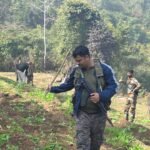 Major action against illegal opium cultivation in Chauparan police station area about 50 acres of crop destroyed
