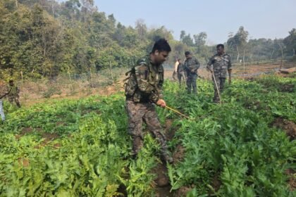 Police crack down on illegal opium cultivation destroying 70 acres of crop in Chauparan